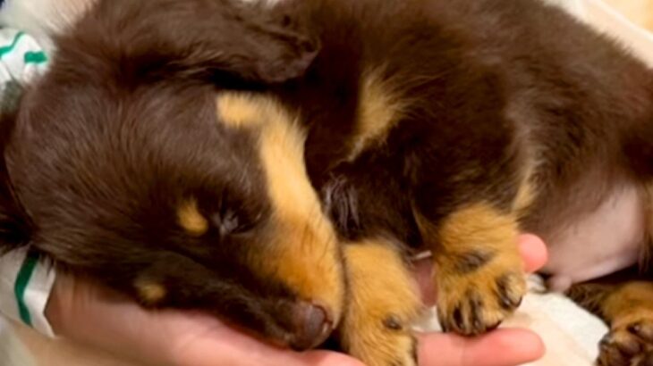 お店の裏でお昼寝していた『子犬』を飼った結果→おとなしいかなと思ったら…『まさかのギャップ』が32万再生「可愛い怪獣」「猫かぶってたｗ」(ブログ)