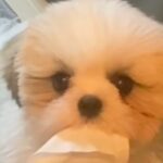 出かける準備をしていたら、犬が『何か』を持ってきて…とんでもなく尊い『気遣い』が47万再生「意味ないけど可愛い」「いらない？って顔ｗ」(ブログ)