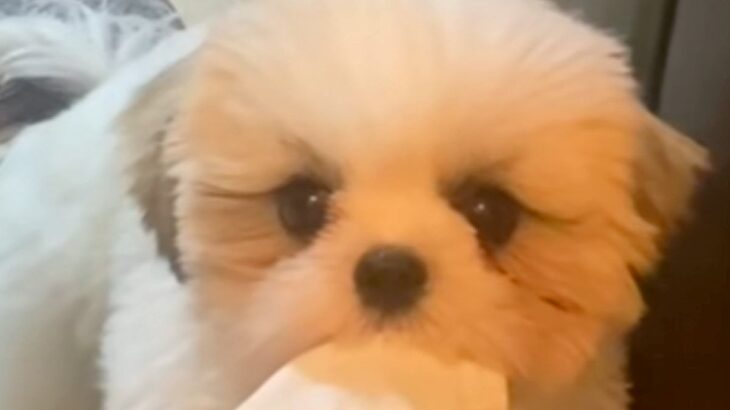 出かける準備をしていたら、犬が『何か』を持ってきて…とんでもなく尊い『気遣い』が47万再生「意味ないけど可愛い」「いらない？って顔ｗ」(ブログ)