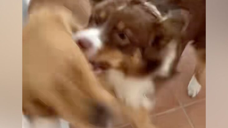 喧嘩している犬たちに『落ち着いて』と言っても聞かないので『犬語』で叱った結果→想像以上の反応が93万再生「効いてて草」「迫真ｗｗｗ」(ブログ)