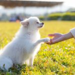 犬が指示なしで『オテ』をしてくる理由5つ　主な心理や愛犬が飼い主に伝えたい気持ちまで(ブログ)
