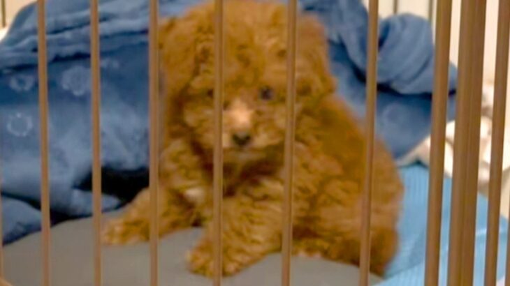 注射後、普段吠えない犬が激怒→心配になり病院へ連れて行ったら⋯『まさかの診断結果』に41万再生の反響「可愛すぎて笑った」「吹いたｗ」(ブログ)