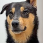 シェパードのような『雑種の元野犬』→試しに『犬種鑑定』してみたら…あまりに意外な結果が35万再生「聞いたことない犬種」「うちも調べたい」(ブログ)