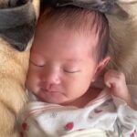 生まれたばかりの赤ちゃんが寝ていたら『2匹の犬』が近づいて…あまりにも尊い『添い寝』が41万再生「何時間でも見れる」「愛おしくて涙でる」(ブログ)