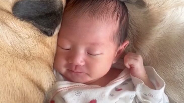 生まれたばかりの赤ちゃんが寝ていたら『2匹の犬』が近づいて…あまりにも尊い『添い寝』が41万再生「何時間でも見れる」「愛おしくて涙でる」(ブログ)