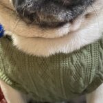 食事を与えられず、ガリガリに痩せ細った元繁殖犬→過去からは考えられない『現在の光景』に感動「胸が痛くて涙出た」「過去の分も幸せになって」(ブログ)