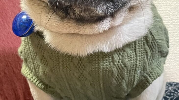 食事を与えられず、ガリガリに痩せ細った元繁殖犬→過去からは考えられない『現在の光景』に感動「胸が痛くて涙出た」「過去の分も幸せになって」(ブログ)