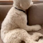 『髪型変だよ』と超大型犬に伝えた結果→完全に拗ねてしまって…人間の子どものような態度が12万再生「いじけちゃった」「可愛くて笑っちゃう」(ブログ)