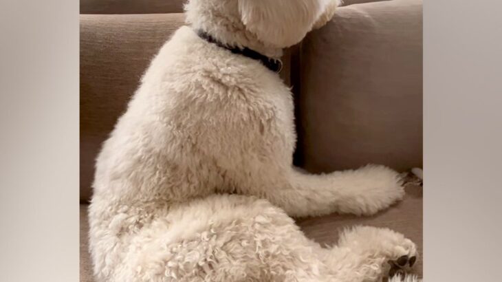 『髪型変だよ』と超大型犬に伝えた結果→完全に拗ねてしまって…人間の子どものような態度が12万再生「いじけちゃった」「可愛くて笑っちゃう」(ブログ)