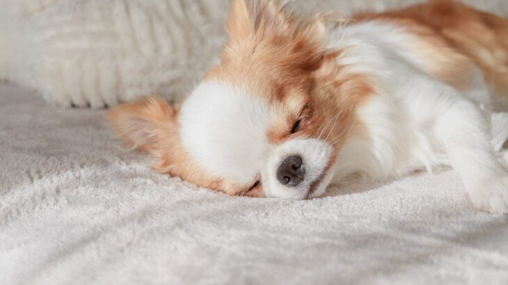 犬が見せる『寝不足』サイン3つ　不眠が引き起こす悪影響や熟睡させる秘訣まで(ブログ)