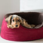 犬にとっての『最悪な寝床』4選　睡眠不足が引き起こす危険な症状まで(ブログ)