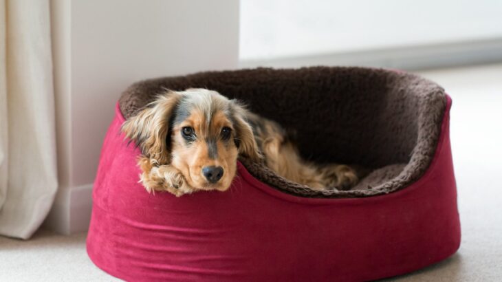 犬にとっての『最悪な寝床』4選　睡眠不足が引き起こす危険な症状まで(ブログ)