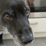 キッチンでオーブンを見ようと座り込むと、なぜか『犬』が心配してくれて…『まさかの理由』が優しすぎると23万表示「なんていい子」「涙が…」(ブログ)