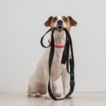 犬を『期待』させてしまう飼い主のタブー行為4つ　愛犬をがっかりさせる行動まで(ブログ)