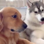 近くでくつろぐ兄弟犬→兄が弟を横目で見ていた理由は…完全に『予想的中した光景』にほっこり「人間すぎるｗ」「当たったね」と95万表示(ブログ)