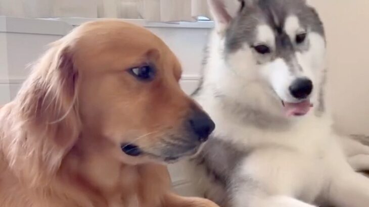近くでくつろぐ兄弟犬→兄が弟を横目で見ていた理由は…完全に『予想的中した光景』にほっこり「人間すぎるｗ」「当たったね」と95万表示(ブログ)