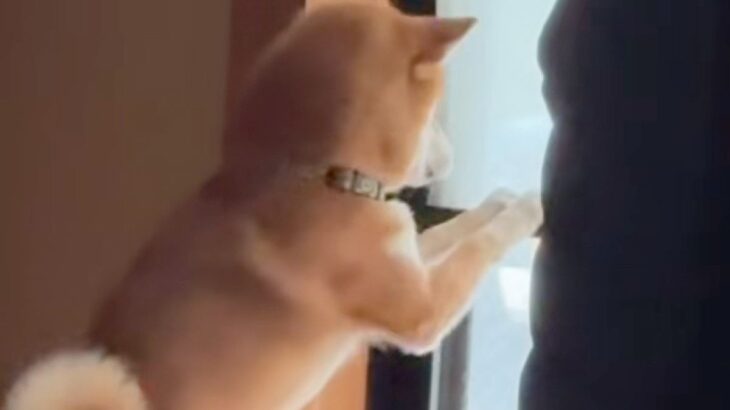 窓をカリカリする柴犬→ロールカーテンに爪が引っかかってしまい…シュールすぎる『ハプニング』に爆笑「すーんｗｗｗ」「閉店ガラガラで草」(ブログ)