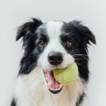 犬が『遊ぼう』と言っているときの仕草や行動5つ　飼い主を誘っているサインや正しい対応まで(ブログ)