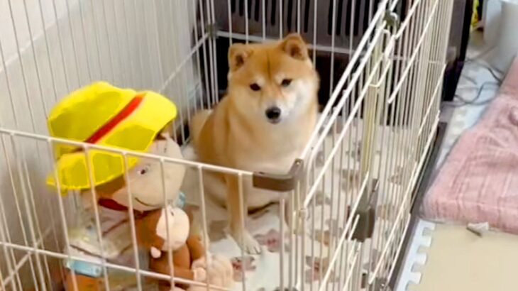 『トイレの業者』が来るので予行練習をした犬→約束の時間になると…『まさかの反応と展開』が15万再生「イメトレとはｗｗ」「最高すぎ」(ブログ)