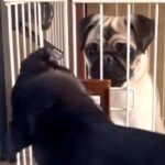 ケージに入れられた犬→同居犬が助けにきて…まさかの『協力して脱走する光景』に反響「賢すぎｗ」「仲良しコンビ」「一緒に遊びたかったのね」(ブログ)