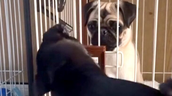 ケージに入れられた犬→同居犬が助けにきて…まさかの『協力して脱走する光景』に反響「賢すぎｗ」「仲良しコンビ」「一緒に遊びたかったのね」(ブログ)