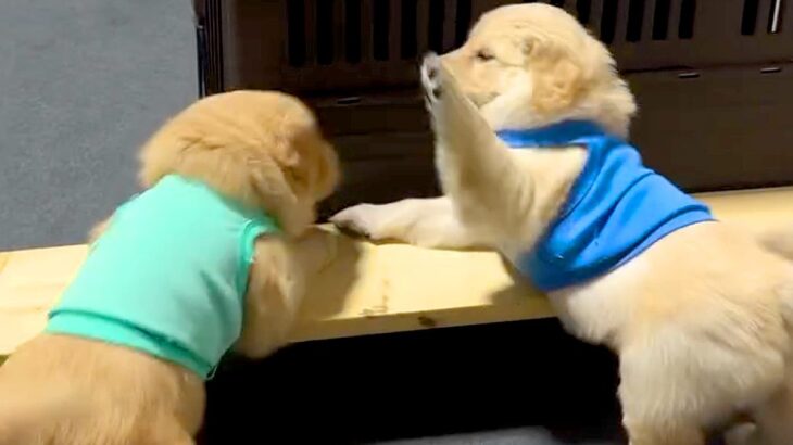 『世界一かわいい兄弟喧嘩』子犬が寝床を探していたら、他の子犬に絡まれて…とんでもなく尊い『争い』が84万再生「犬パンチ最高」「たまらん」(ブログ)