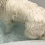 お風呂に入った大型犬→全身が濡れた結果…犬とは思えない『別の動物に変化した光景』に4万いいね集まる「犬のフリしてる？」「本当だｗ」(ブログ)