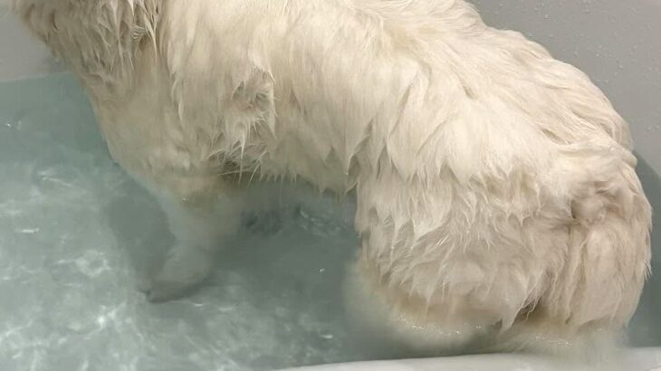 お風呂に入った大型犬→全身が濡れた結果…犬とは思えない『別の動物に変化した光景』に4万いいね集まる「犬のフリしてる？」「本当だｗ」(ブログ)