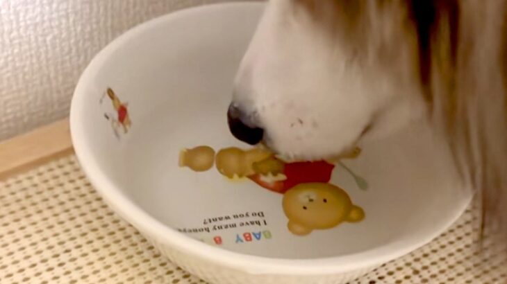 『なんか犬が静かだな』と思い、様子を見てみた結果→水に鼻を突っ込んで…まさかの『子供のような光景』が33万再生「ぷくぷくｗｗ」「可愛い」(ブログ)