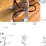 突然、母からのLINEで『山で犬を拾った』と連絡があり…想定外すぎる『まさかの展開』が112万再生「幸せそうで良かった」「馴染んでて草」(ブログ)
