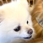 『好きなワンコ』と一緒の椅子に座った犬→分かりやすすぎる『態度の変化』に1万いいね「握手会に行った時のワイ」「人間だとヤバいｗ」と爆笑(ブログ)