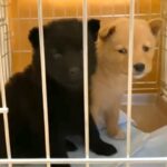 『2匹の子犬が側溝に捨てられている』と連絡→緊急でレスキューして…『保護後の成長記録』と涙の結末が702万再生「尊い命」「愛くるしい」(ブログ)