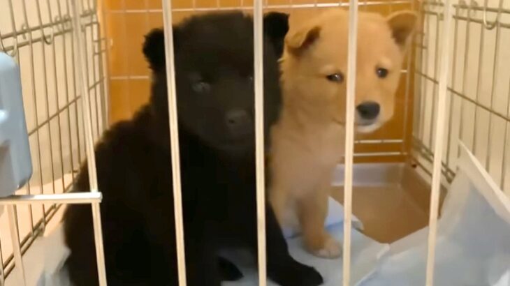 『2匹の子犬が側溝に捨てられている』と連絡→緊急でレスキューして…『保護後の成長記録』と涙の結末が702万再生「尊い命」「愛くるしい」(ブログ)