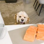 犬に与えてもいい『魚介類』4選　食べさせる前に必ず知っておくべきこととは？(ブログ)