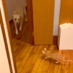 保護した子猫と仲良くなりたい大型犬→近くに行きたいけど…あまりにも『健気な光景』が尊いと31万再生「優しい子」「すぐに仲良くなれそう」(ブログ)
