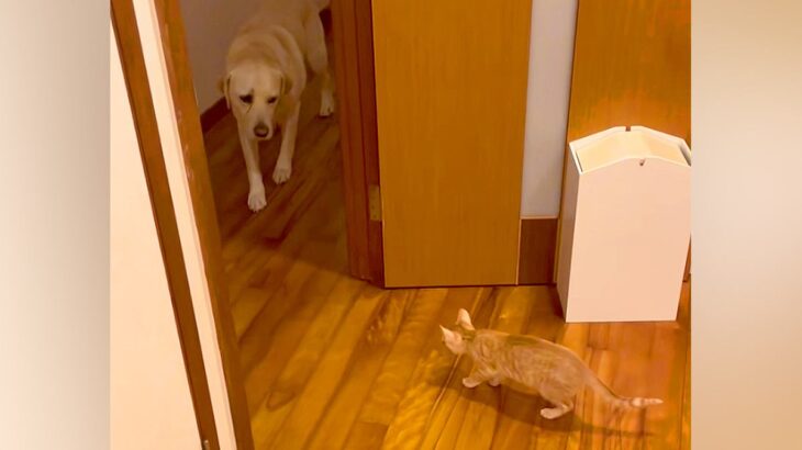 保護した子猫と仲良くなりたい大型犬→近くに行きたいけど…あまりにも『健気な光景』が尊いと31万再生「優しい子」「すぐに仲良くなれそう」(ブログ)