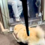 『推しのおじさん』に会いに行った犬→仕事中にも関わらず…幸せ溢れる『素敵なやりとり』が59万再生「おじさん優しすぎる」「私も推されたい」(ブログ)