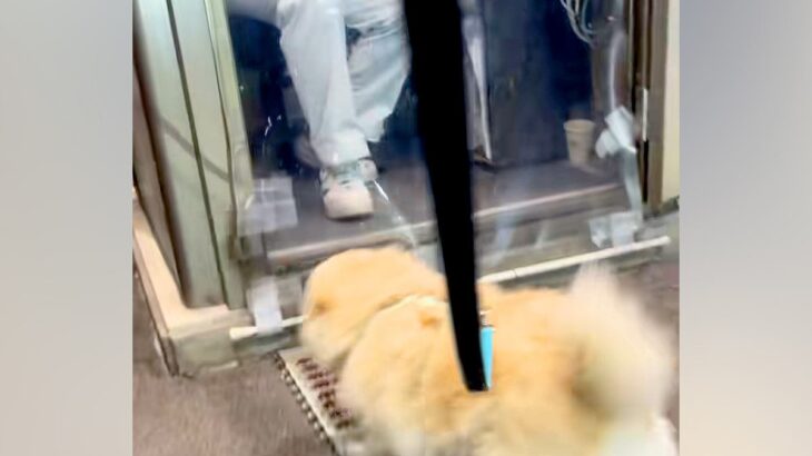 『推しのおじさん』に会いに行った犬→仕事中にも関わらず…幸せ溢れる『素敵なやりとり』が59万再生「おじさん優しすぎる」「私も推されたい」(ブログ)