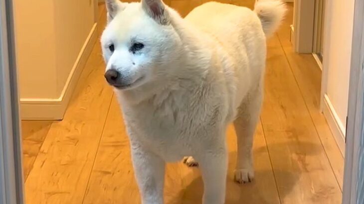 風邪を引いて寝込む男性→『16歳のおばあちゃん犬』が見に来て…人間顔負けな『愛を感じる光景』が41万再生「わかってる」「健気で愛おしい」(ブログ)