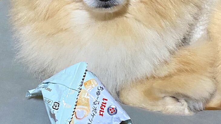 『食べたことのないオヤツ』をもらった犬→あまりにも美味しくて…『まさかの行動と表情』が可愛すぎると17万表示「うるうるｗ」「癒された」(ブログ)