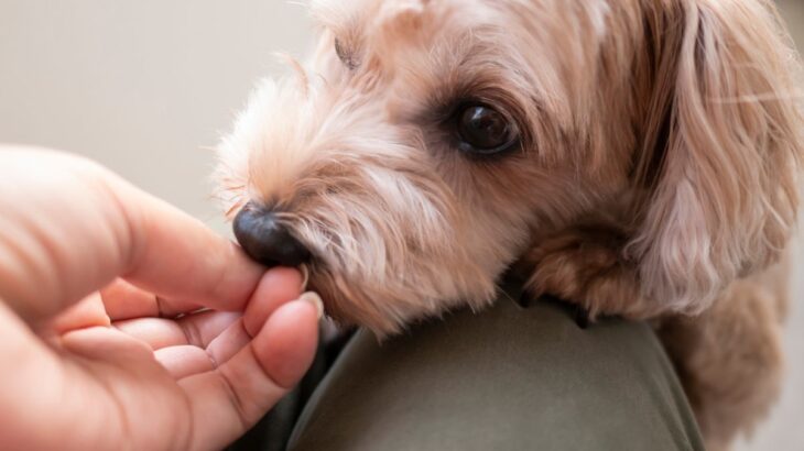 犬が頼りないと感じる『飼い主のタブー行為』５選　愛犬からの信頼を得るためにすべきこととは？(ブログ)