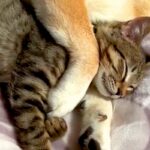 元野良猫が『犬と一緒に眠った』結果→お互いに身を委ねて…あまりにも尊い『寝姿』が22万再生「思わず悶絶した」「私も混ざりたい…」と絶賛(ブログ)