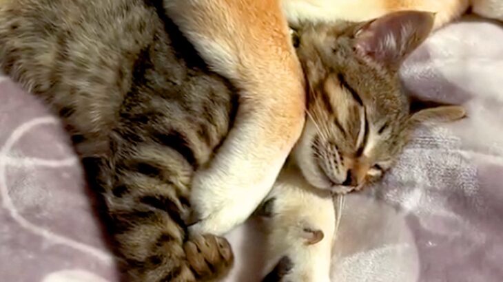 元野良猫が『犬と一緒に眠った』結果→お互いに身を委ねて…あまりにも尊い『寝姿』が22万再生「思わず悶絶した」「私も混ざりたい…」と絶賛(ブログ)
