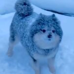 雪国育ちのポメラニアン→雪が降るとテンションが上がって…豪快すぎる遊び方に反響「雪まみれで可愛い」「寒いのに元気すぎるｗ」と31万再生(ブログ)