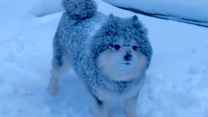 雪国育ちのポメラニアン→雪が降るとテンションが上がって…豪快すぎる遊び方に反響「雪まみれで可愛い」「寒いのに元気すぎるｗ」と31万再生(ブログ)