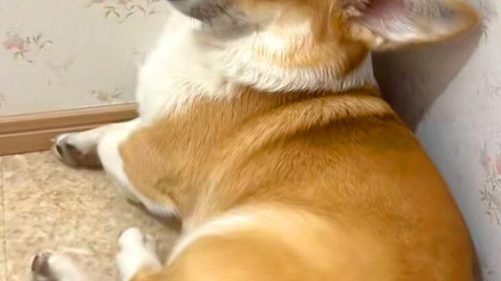 頼んでないのに『毎回トイレについてくる犬』→まさかすぎる『態度と表情』に62万再生の反響「被害者面で草」「なんできたのよｗｗ」と爆笑(ブログ)