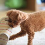 犬が『モノをくわえて頭を振り回す』心理5つ　落ち着かせた方がいいの？注意点まで解説(ブログ)