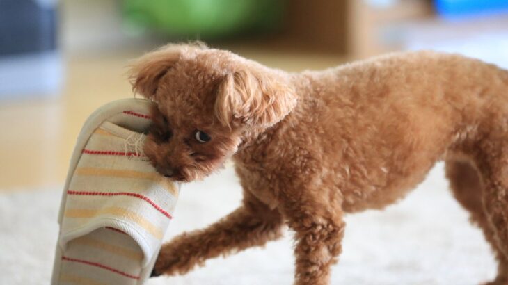 犬が『モノをくわえて頭を振り回す』心理5つ　落ち着かせた方がいいの？注意点まで解説(ブログ)