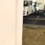 散歩中、呼んでも来てくれない犬→物陰に隠れてみた結果…あまりにも愛おしい反応が話題に「2段階ジャンプ可愛すぎるｗ」「カンガルーかｗ」(ブログ)