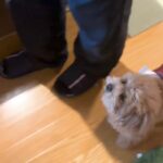 部屋の中を歩くおじいちゃん→犬が隣で『ゆっくり』と…あまりにも尊すぎる『ふたりの歩幅』に反響「守ってる」「足音すら愛おしい」「たまらん」(ブログ)